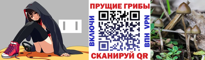 Псилоцибиновые грибы Magic Shrooms  даркнет клад  Чердынь 